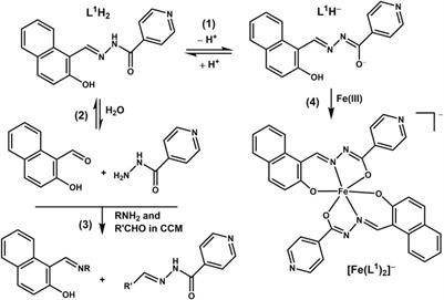 Solution chemistry and anti-proliferative activity against glioblastoma cells of a vanadium(V) complex with two bioactive ligands